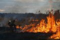 МЧС России отрицает, что в стране снова горит торф