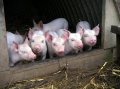 В Кузбассе убийц свиней будут судить за кражу