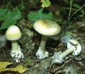 Рубрика МК-опрос: По грибы…