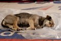 В Кемерове китайские гастарбайтеры едят бездомных собак