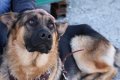Уникальная собака-поисковик из Алтая найдёт кузбасского йети по запаху… его экскрементов